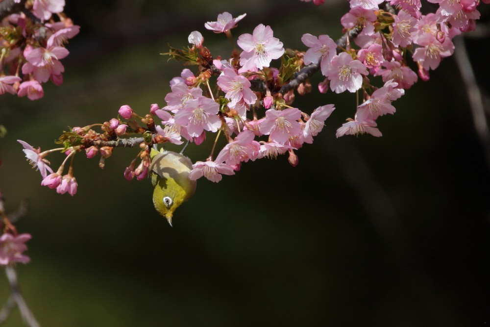 河津桜（2018年3月13日）_f0235311_18091505.jpg