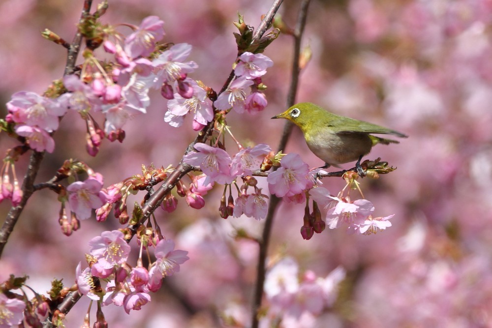 河津桜（2018年3月13日）_f0235311_18095060.jpg