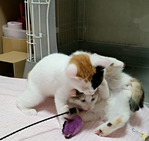 e0144012_14045400.jpeg