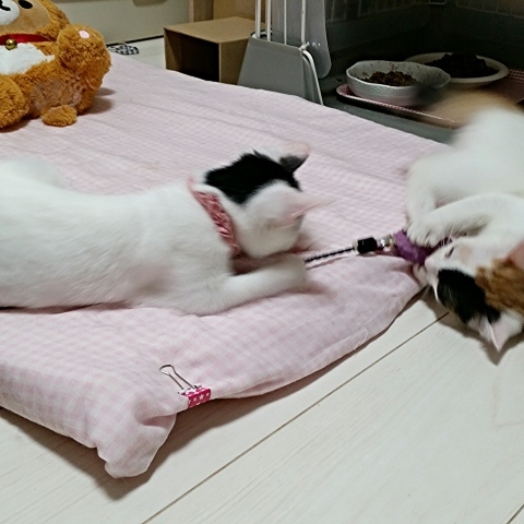 e0144012_14075923.jpeg