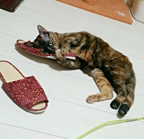 e0144012_14330259.jpeg