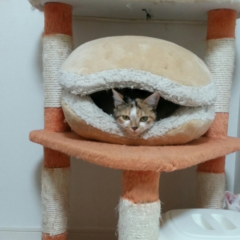 e0144012_16565858.jpeg
