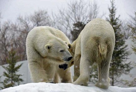 札幌・円山動物園の新施設である「ホッキョクグマ館」が開館 ～ 急務である「新血統」の導入_a0151913_1718026.jpg