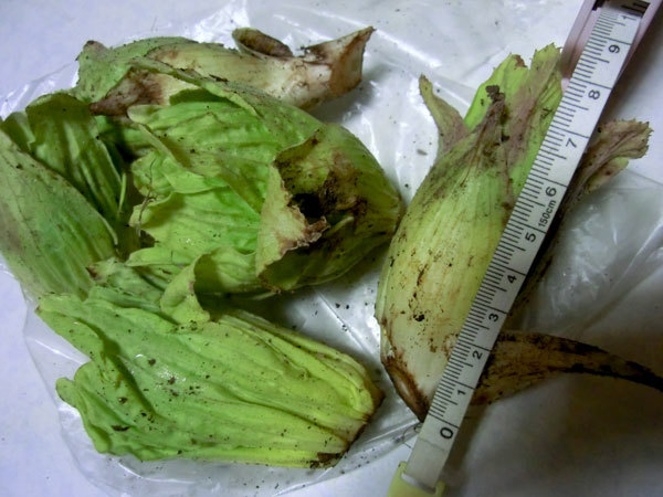 d0066822_11234997.jpg