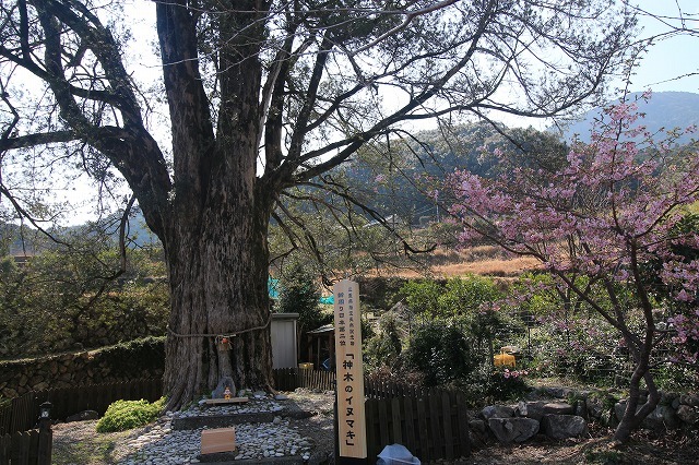 神木の巨木イヌマキを見学_e0321325_15223389.jpg