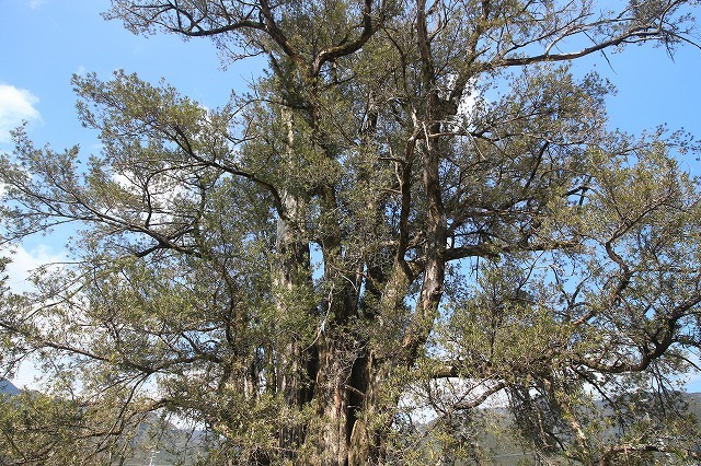 神木の巨木イヌマキを見学_e0321325_15270099.jpg