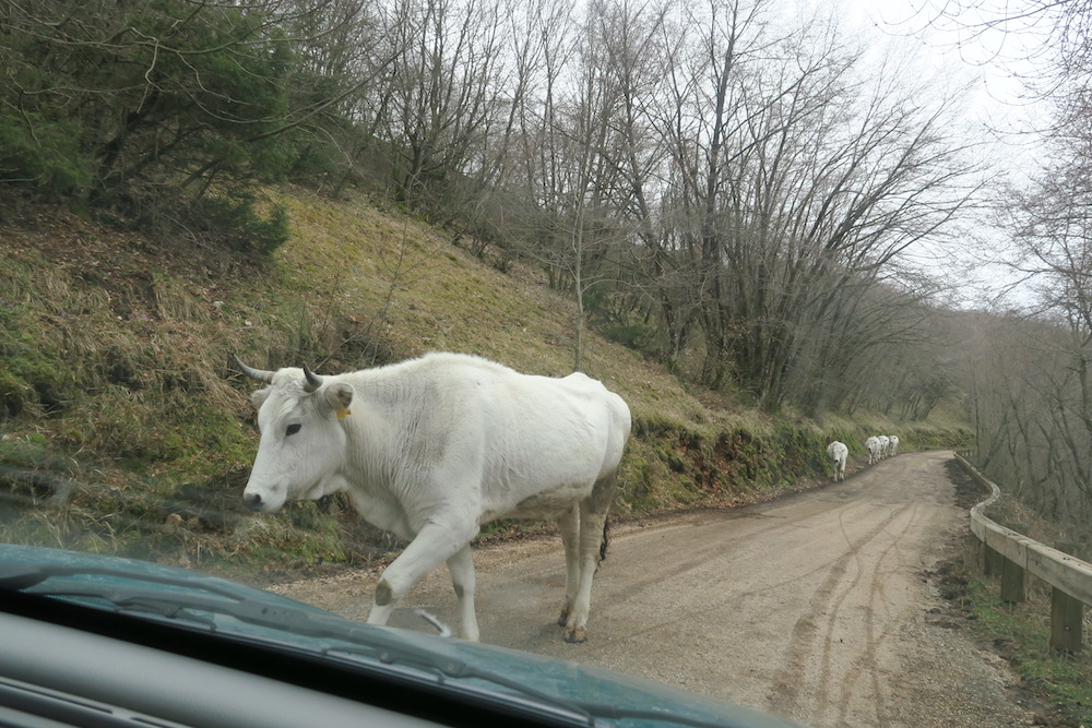 山道で出会った牛はキアニーナ、イタリア_f0234936_615484.jpg