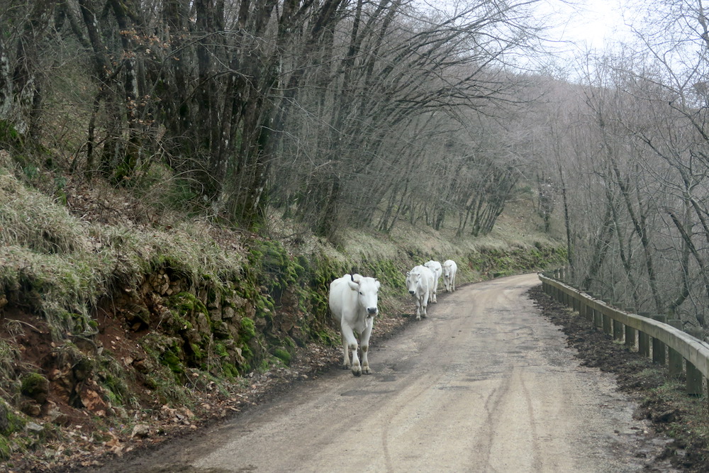 山道で出会った牛はキアニーナ、イタリア_f0234936_634086.jpg