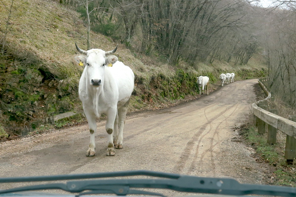 山道で出会った牛はキアニーナ、イタリア_f0234936_7393046.jpg