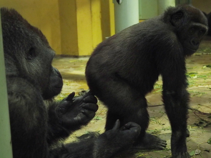 モモタロウ家、春に寄せて。京都市動物園2018/3/10_e0363539_21171624.jpg