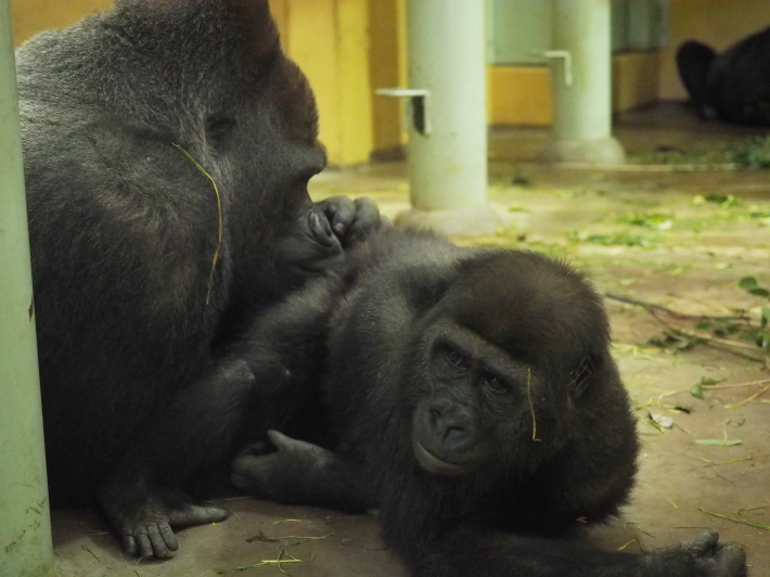 モモタロウ家、春に寄せて。京都市動物園2018/3/10_e0363539_21375244.jpg