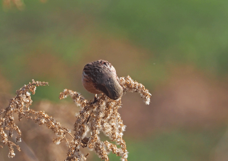 d0290240_21530642.gif