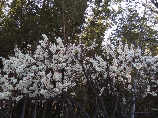 f0130642_21452576.jpeg