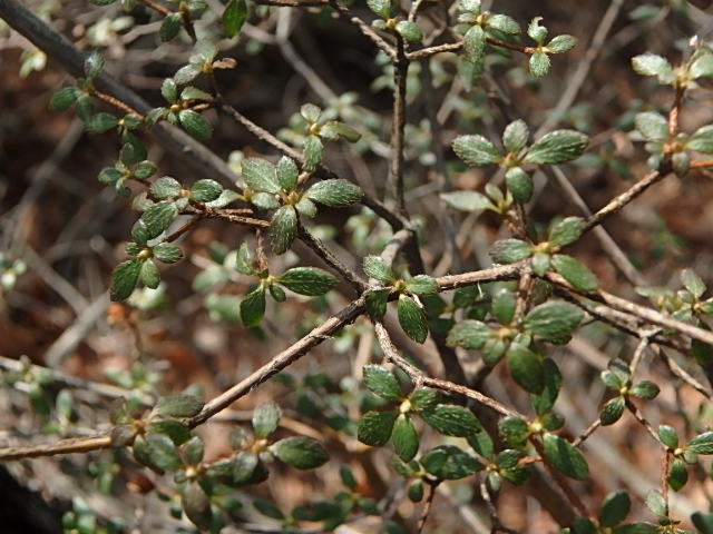 f0334143_8535455.jpg