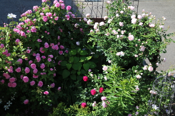 イングリッシュヘリテージの剪定 My Small Garden Sugar Plum