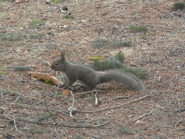 春の兆し かわいいリスの訪問 原村 ペンション八ヶ岳ゲストハウス 春の兆し かわいいリスの訪問 原村 ペンション八ヶ岳ゲストハウス