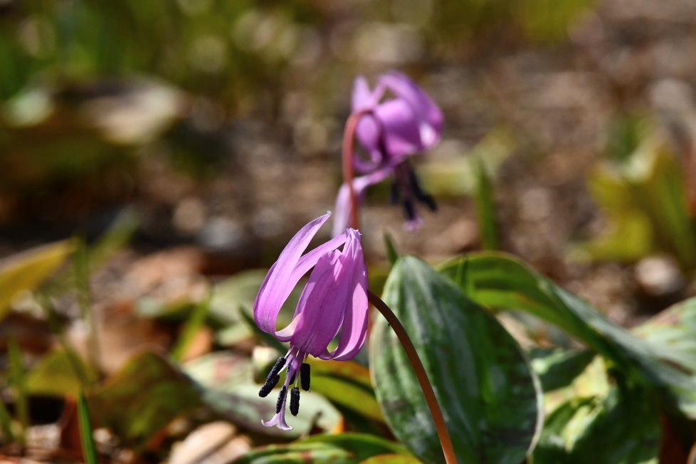 カタクリの花_f0185755_22230448.jpg