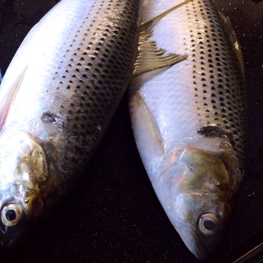 コノシロの酢〆と イカナゴの釜揚げ グンジ家の食卓