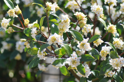 3 12 沈丁花の香り ちわりクンに捧ぐ あなたに似た花