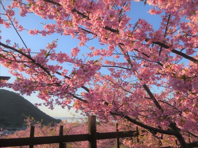 城山の河津桜は満開だった　その② - Bleu ciel et la mer 日々の風景