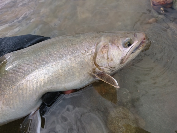 魚 野川 釣り ブログ 2020