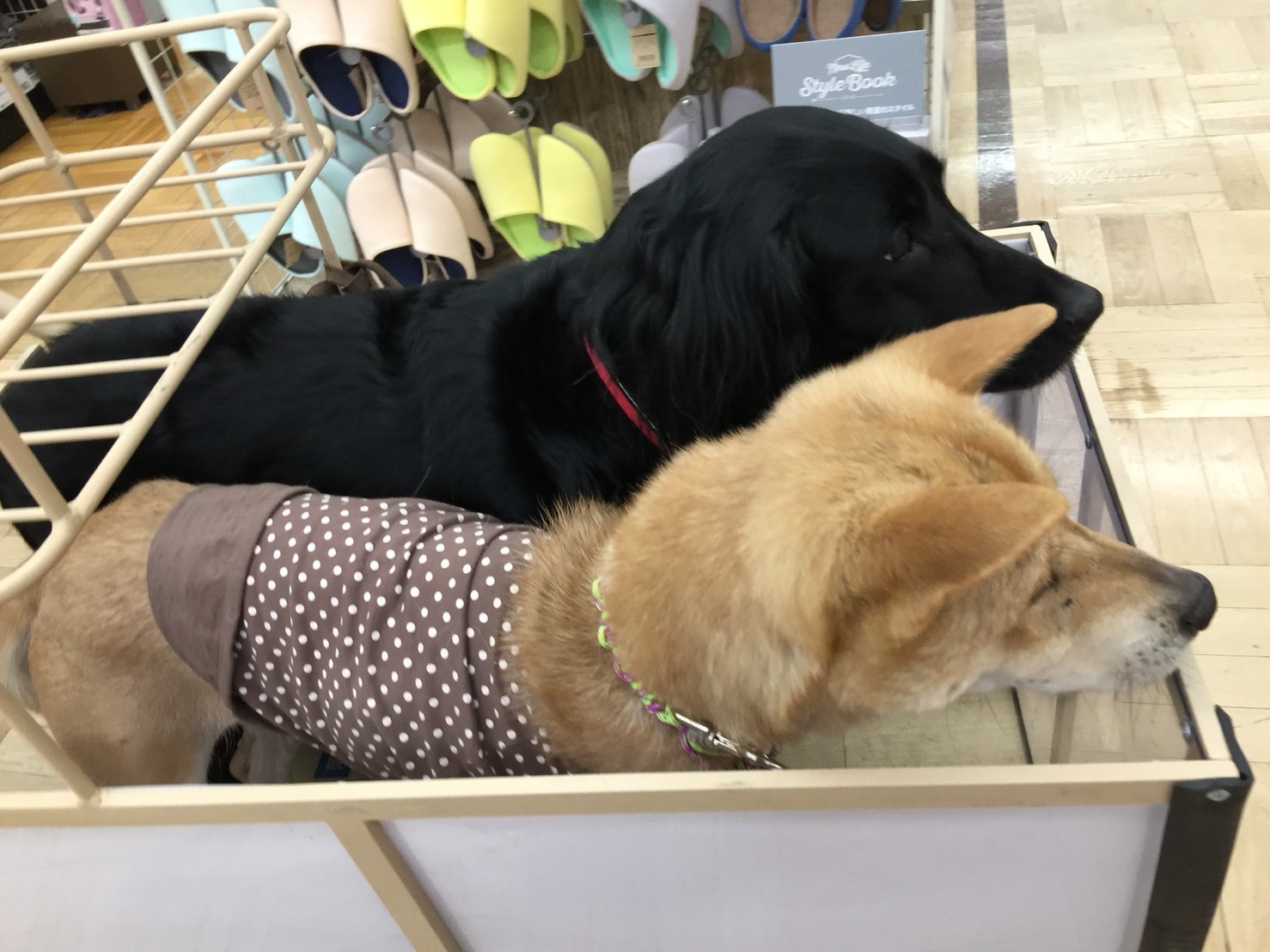 c0332184_18341818.jpeg