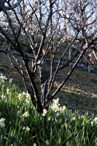 錦織公園　～閉園間近の時間帯_e0366896_23304778.jpg