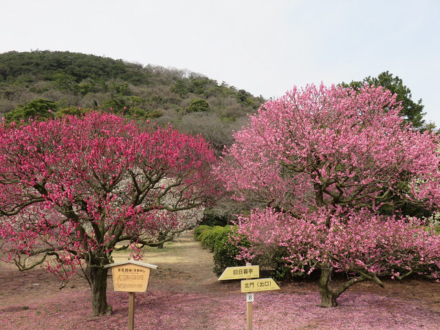 ♪もう春ですね♪～　～栗林公園～_f0346196_15173507.jpg