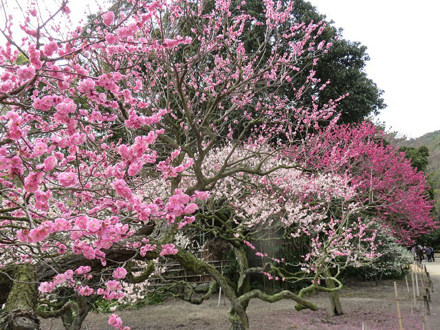 ♪もう春ですね♪～　～栗林公園～_f0346196_15174106.jpg