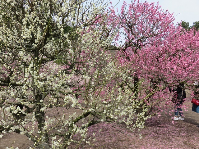 ♪もう春ですね♪～　～栗林公園～_f0346196_15174846.jpg