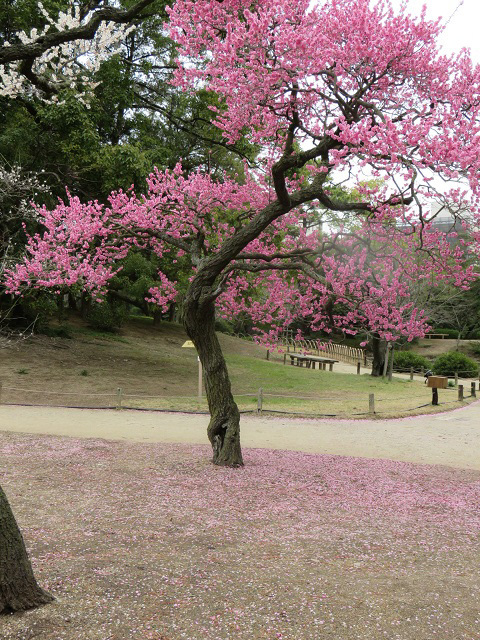 ♪もう春ですね♪～　～栗林公園～_f0346196_15175398.jpg