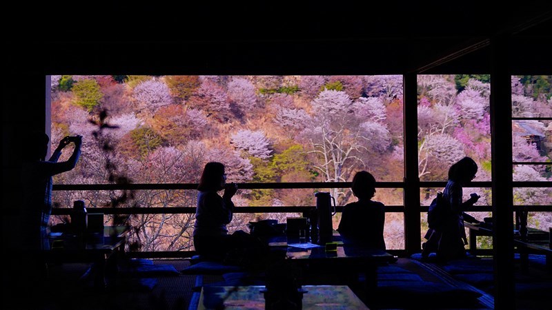吉野千本桜_b0145398_20324449.jpg