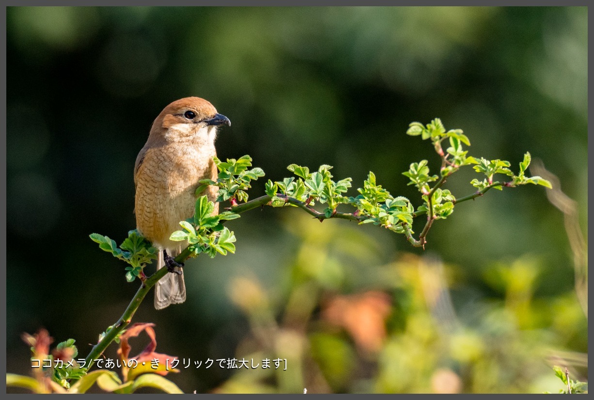 写真日記・モズ＆ツグミ・2018.3.14_c0336400_22515942.jpg