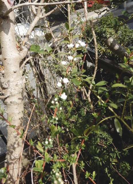 e0025300_2015092.jpg