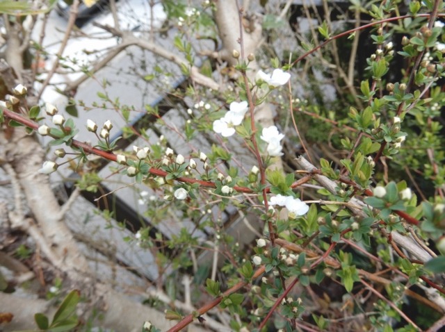 e0025300_20151792.jpg