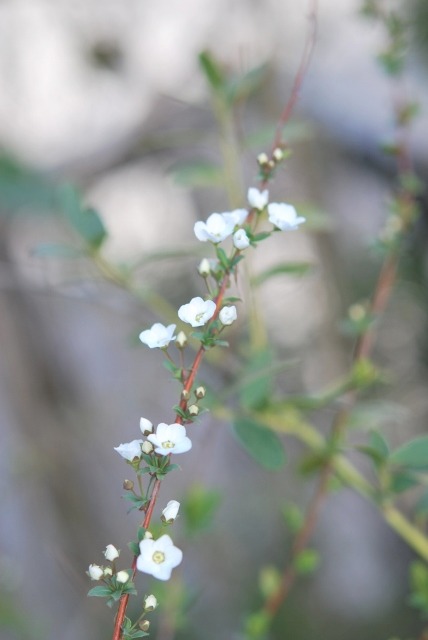 e0025300_2018174.jpg