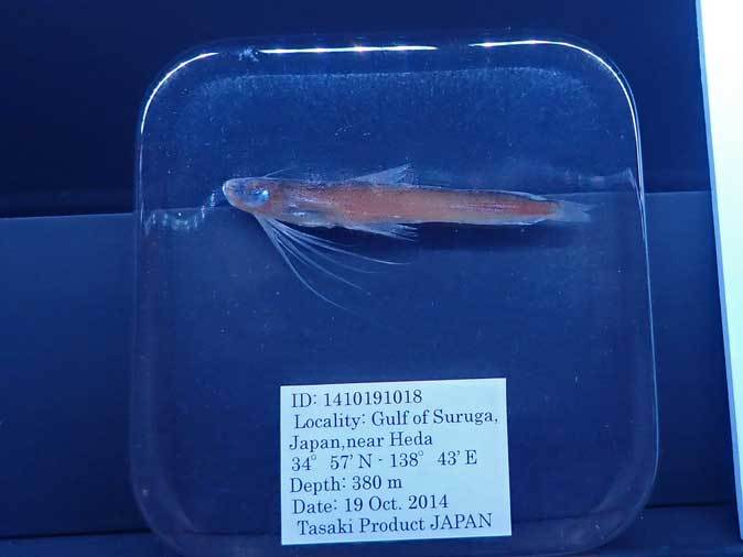 サンシャイン水族館 ゾクゾク深海生物18 メンダコとテヅルモヅルとニホンイバラガニ 続々 動物園ありマス サンシャイン水族館 ゾクゾク深海生物18 メンダコとテヅルモヅルとニホンイバラガニ 続々 動物園ありマス