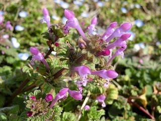 e0234924_21590393.jpg