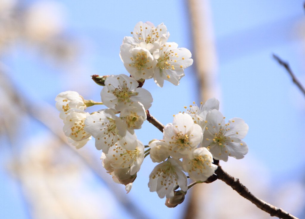 サクランボの花が咲きました_c0355331_12260466.jpg