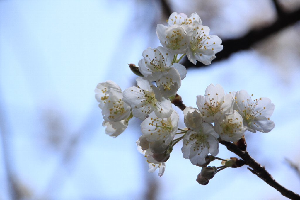 サクランボの花が咲きました_c0355331_12350112.jpg