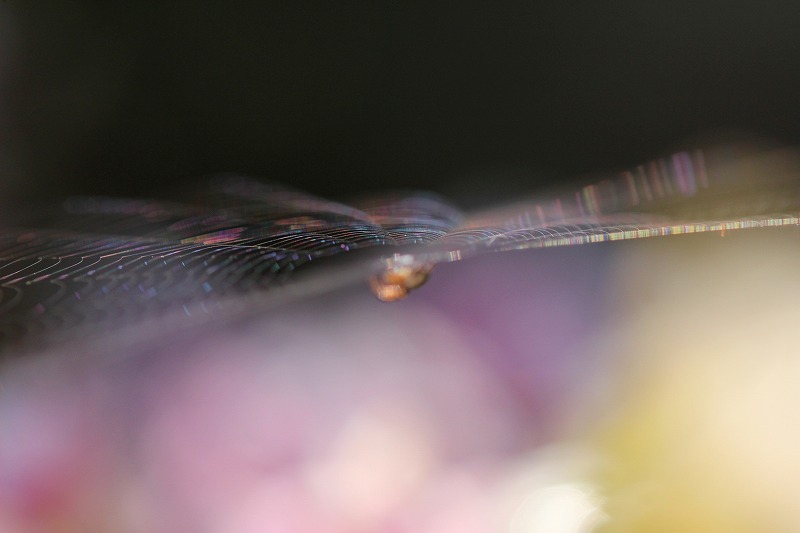 虹色の蜘蛛の巣 : 暮らしの中で