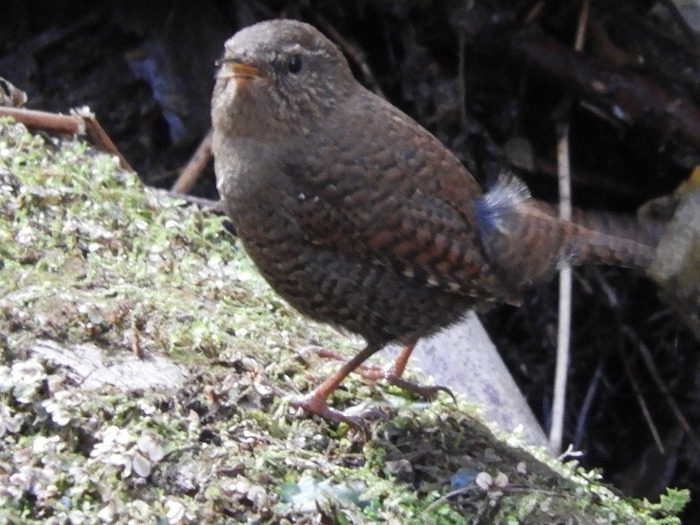 ミソサザイ In 高尾山 自然が好き 花が好き 野鳥が好き ミソサザイ In 高尾山 自然が好き 花が好き 野鳥が好き