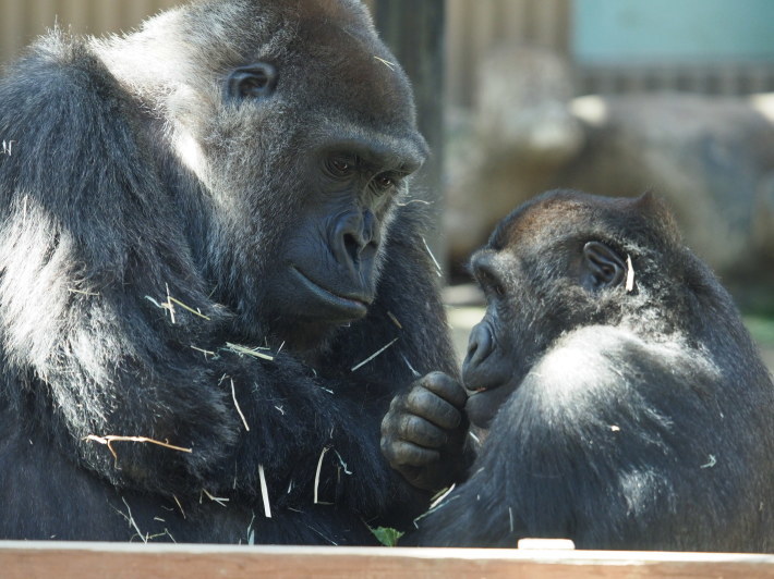 モモタロウ家、春に寄せて。京都市動物園2018/3/10_e0363539_21023125.jpg