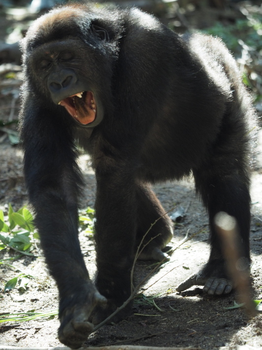 モモタロウ家、春に寄せて。京都市動物園2018/3/10_e0363539_21100622.jpg