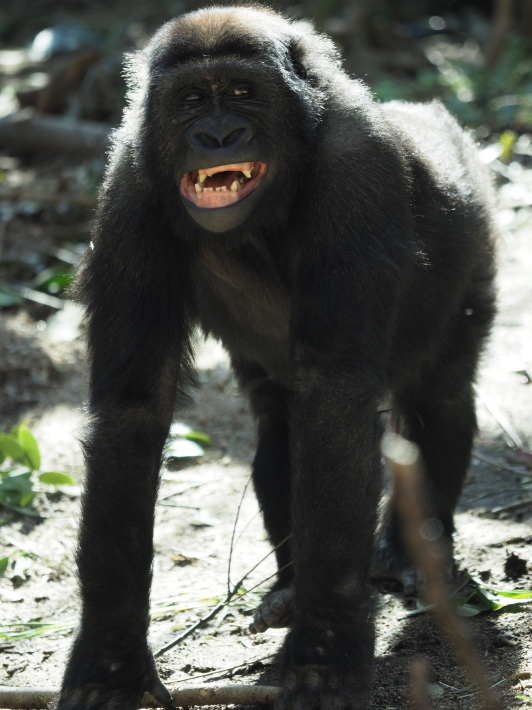 モモタロウ家、春に寄せて。京都市動物園2018/3/10_e0363539_21101976.jpg