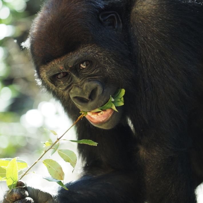 モモタロウ家、春に寄せて。京都市動物園2018/3/10_e0363539_21105406.jpg