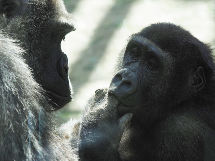 モモタロウ家、春に寄せて。京都市動物園2018/3/10_e0363539_21130977.jpg