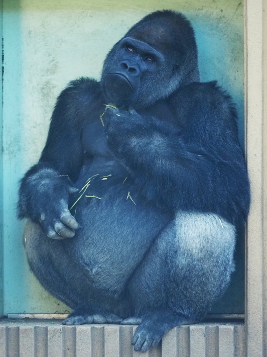 モモタロウ家、春に寄せて。京都市動物園2018/3/10_e0363539_21161307.jpg