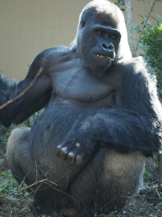 モモタロウ家、春に寄せて。京都市動物園2018/3/10_e0363539_21173977.jpg