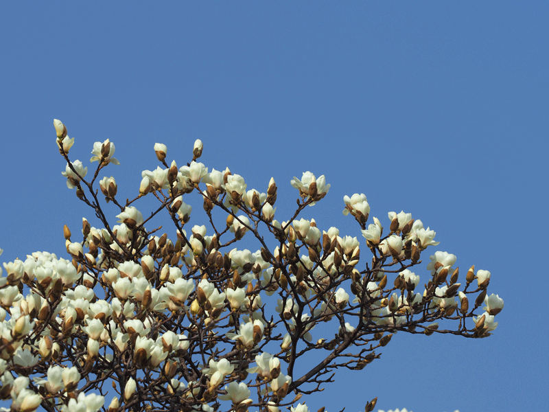 d0290240_20403083.gif